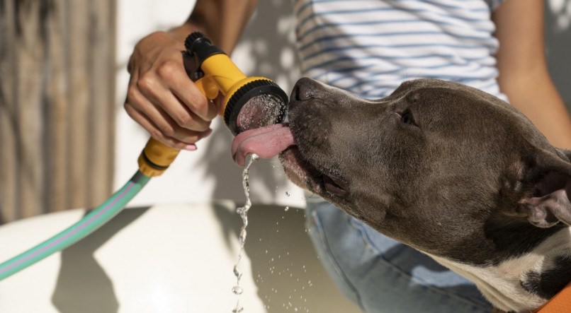 Médica veterinária orienta sobre como alimentar os cães durante o verão