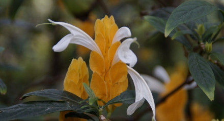 Pachystachys lutea  planta Camarão-amarelo

 