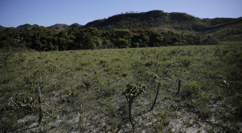 Desde 2019, a área de vegetação suprimida no Cerrado vem aumentando