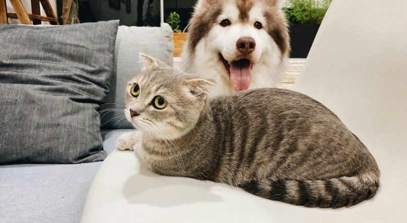 pets; cão; cachorro; gato; animal de estimação;