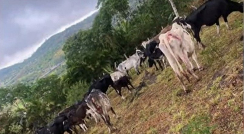 Carga de gado roubado avaliada em R$ 100 mil é recuperada pela polícia em Caruaru