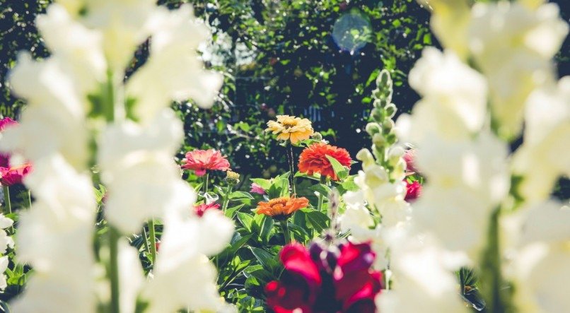 Flores
