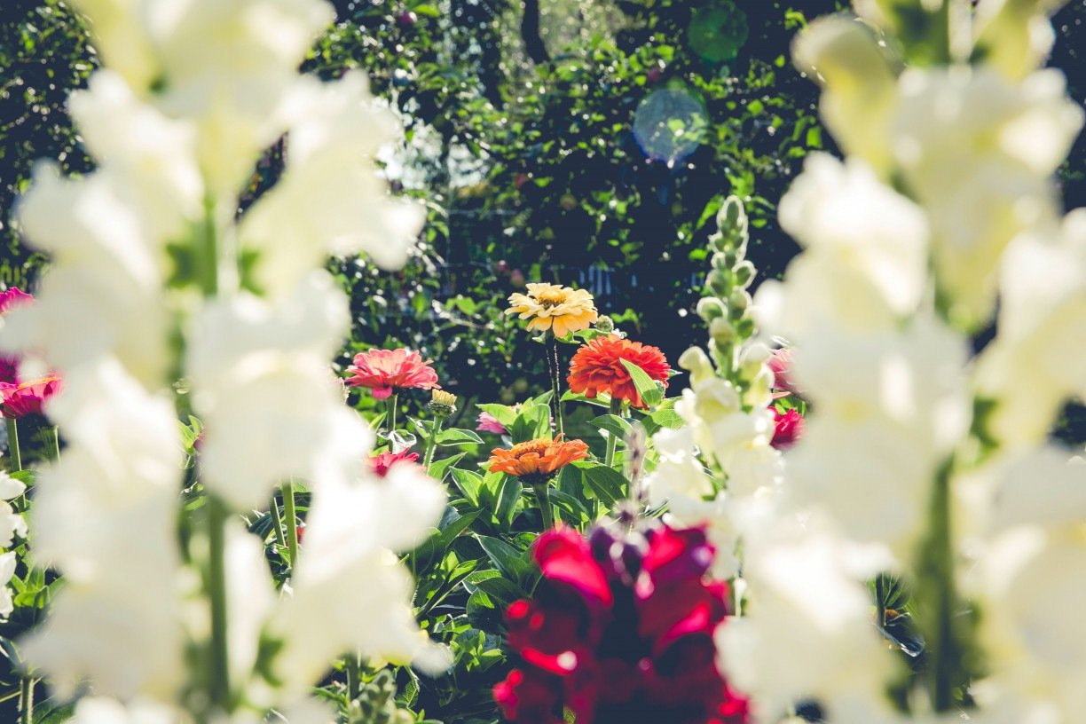 Flores