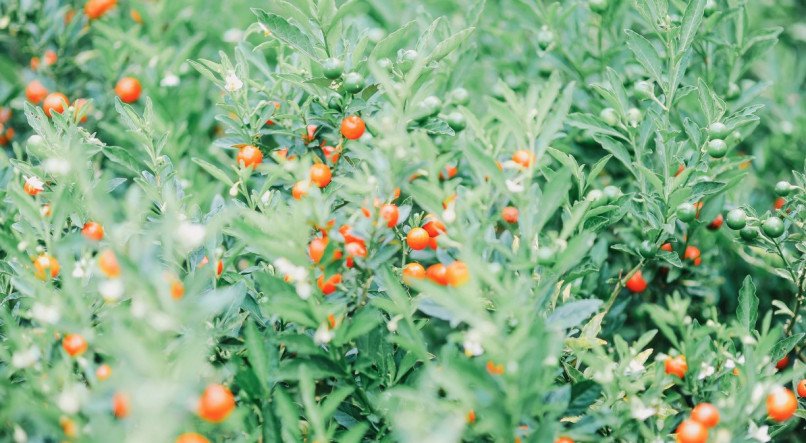 Plantas frutíferas; árvores; jardim