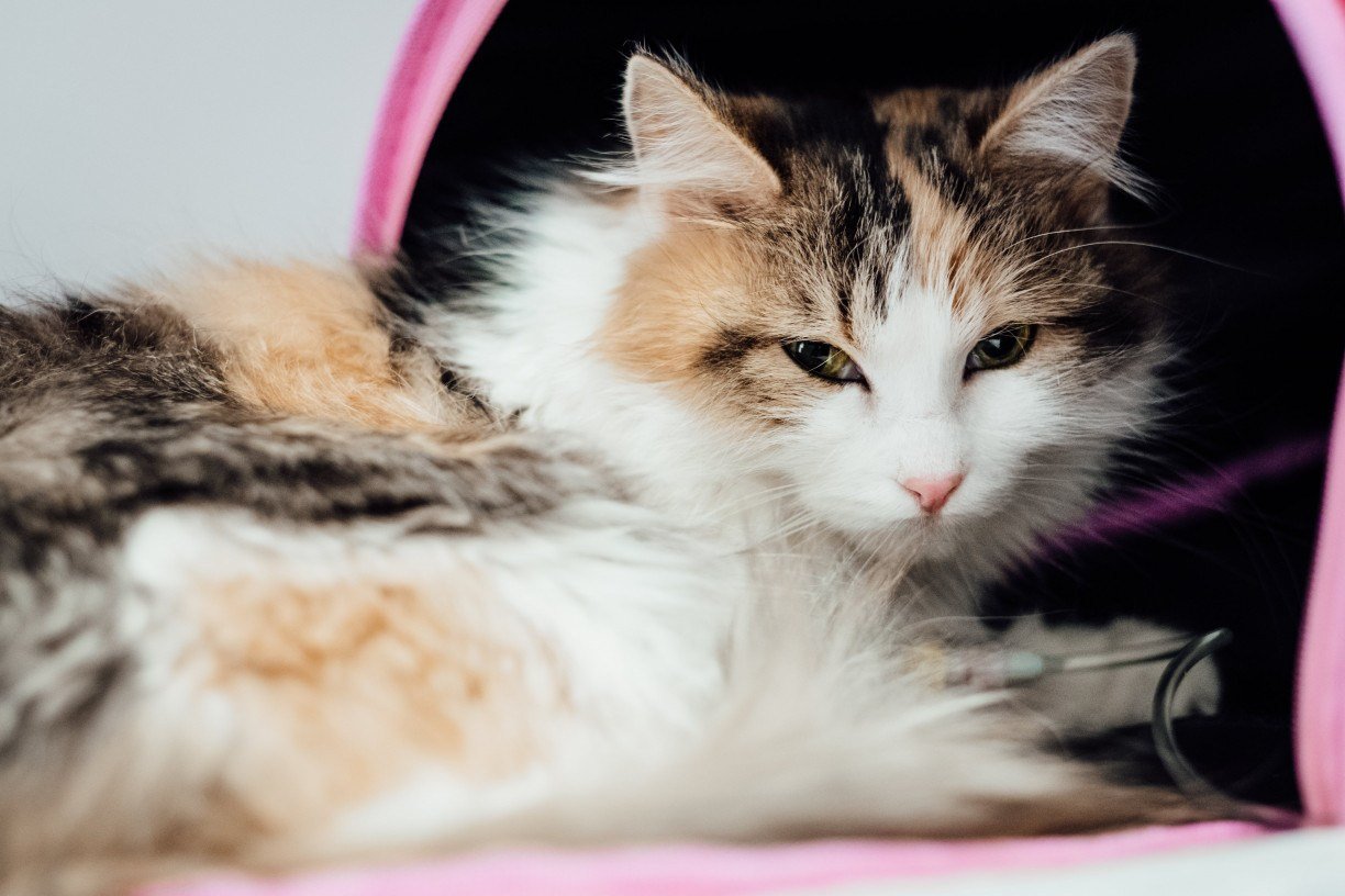 4 motivos para fazer um plano de saúde para o seu gato