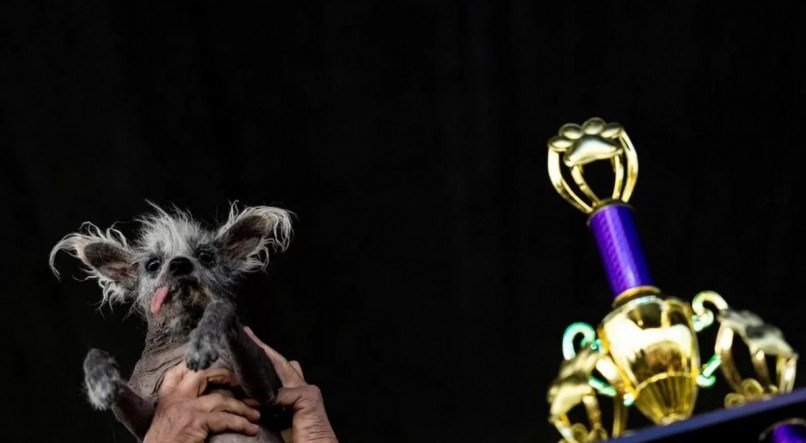 Conhe&ccedil;a o ganhador do concurso do cachorro mais feio do mundo em 2023.