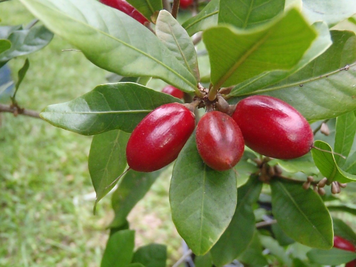 Fruta-milagrosa