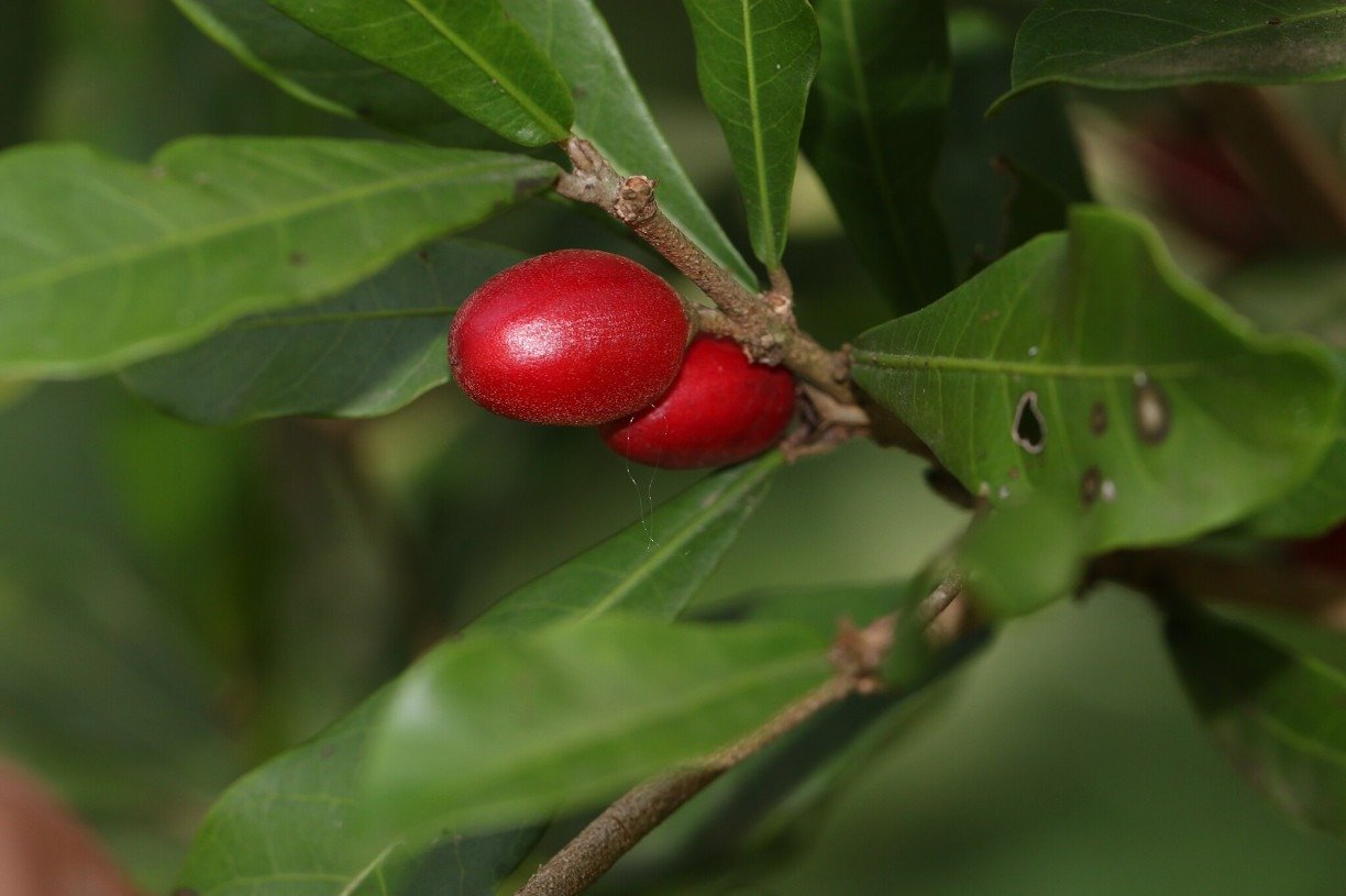 Fruta-milagrosa
