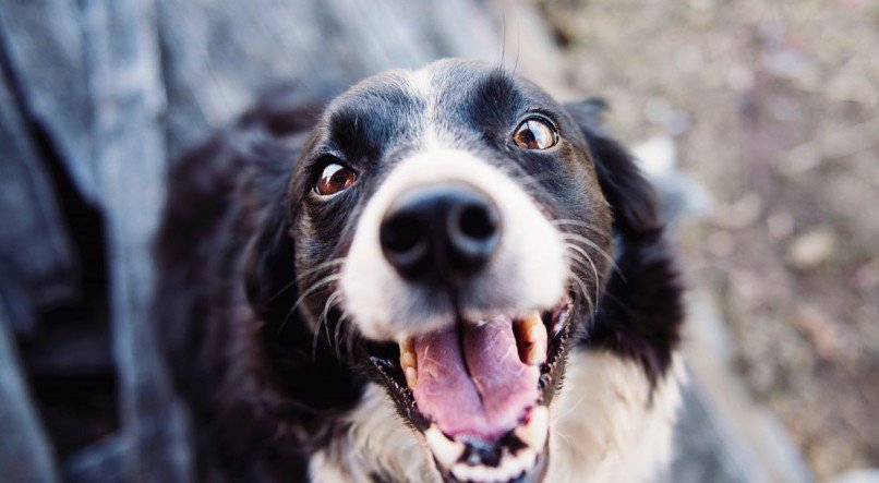 Encontre o c&atilde;o perfeito para voc&ecirc;, que ser&aacute; um companheiro fiel para toda a vida