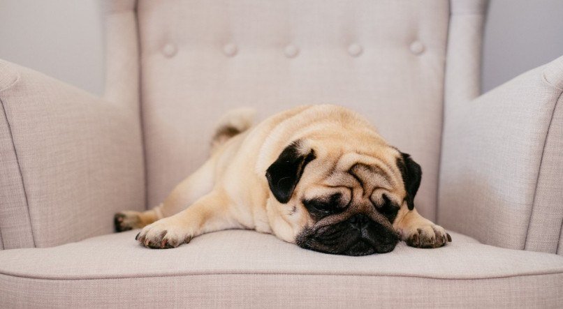 Cachorros precisam de dormir bastante para se manterem saud&aacute;veis e felizes