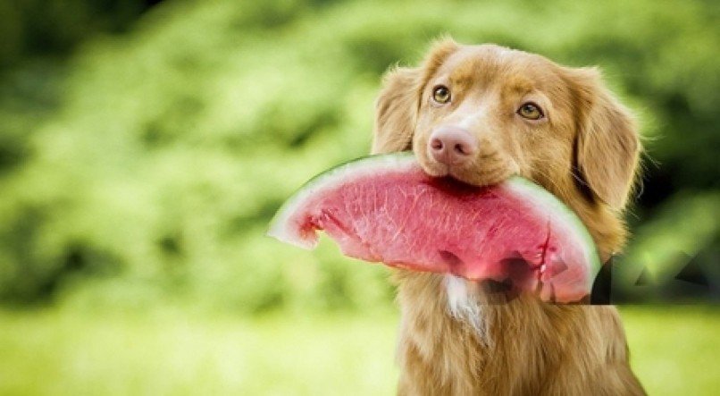 Saiba quais frutas são perigosas para cachorros