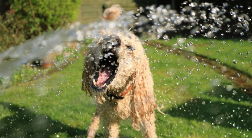 Como refrescar os cachorros no verão.