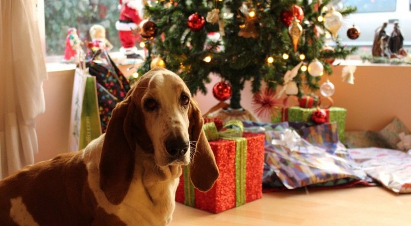 Cachorro no natal.