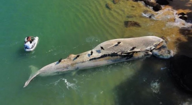 Baleia é encontrada morta na Ilha Anchieta
