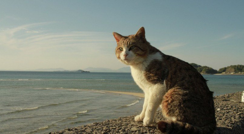 Aprenda como os 5 pilares de um ambiente ideal podem transformar a vida do seu pet