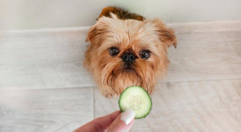 Leve seu cachorro ao veterinário para exames regulares e para garantir que ele esteja recebendo a vermifugação adequada