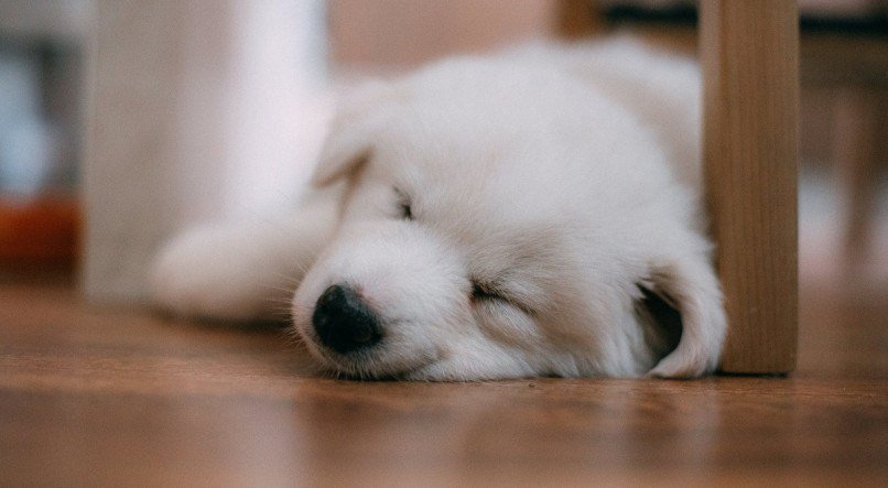 Conheça os benefícios dos probióticos pets