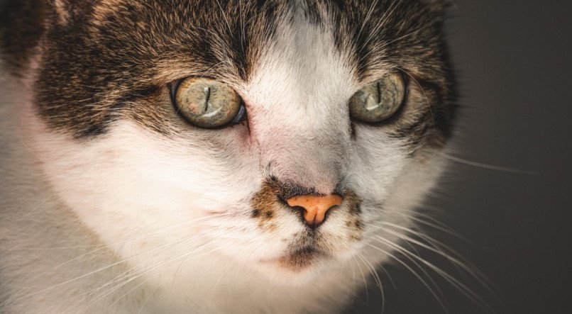 Ofereça ao seu gato um ambiente seguro e enriquecedor para que ele possa viver uma vida feliz e saudável