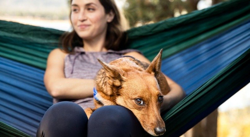 Viajar com um animal de estimação exige cuidados