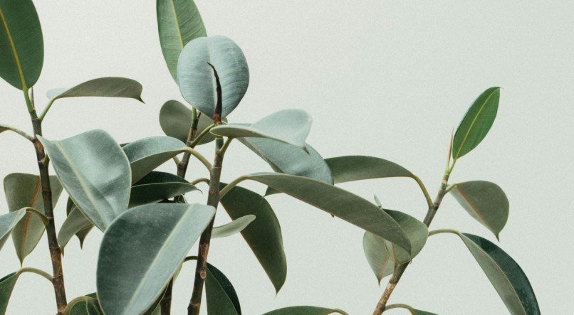 A planta Cânfora possui vários benefícios para a sua saúde.