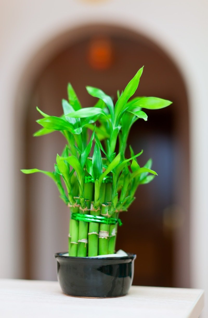 Bambu-da-sorte
