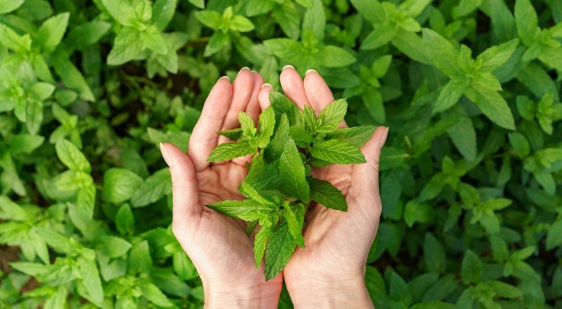 O hortelã é uma das plantas que afastam insetos de casa