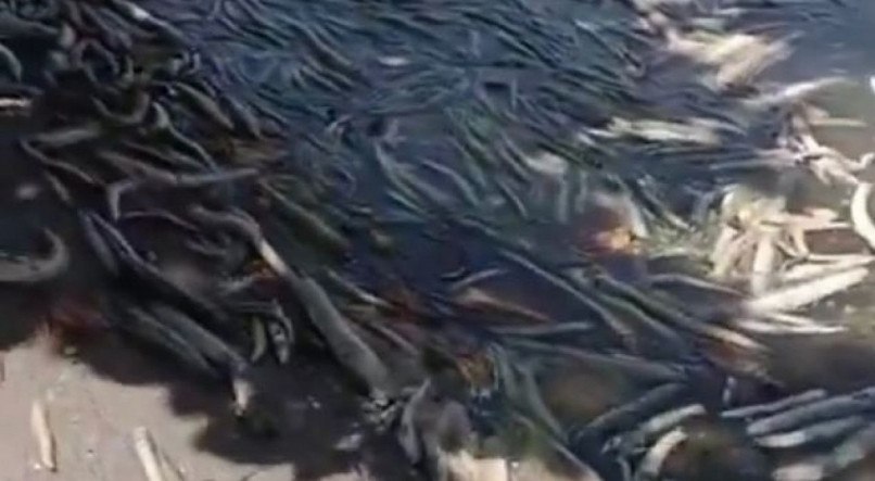 Peixes apareceram na lagoa Mundaú