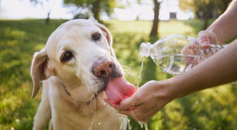 Médica-veterinária alerta para os sinais de calor excessivo para os pets e suas consequências