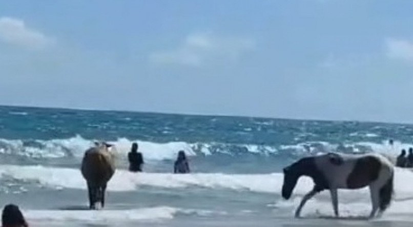 Cavalos soltos na praia expõem o abandono de Porto de Galinhas