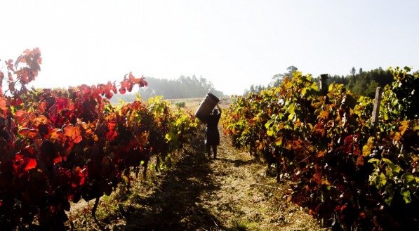 PAIXÃO PELO VINHO. Empresários de Pernambuco apostam na produção na Bairrada, Verde e no Douro