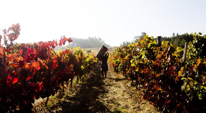 Empresários de Pernambuco fazem investimentos em vinicolas de várias regiões de Portugal. 