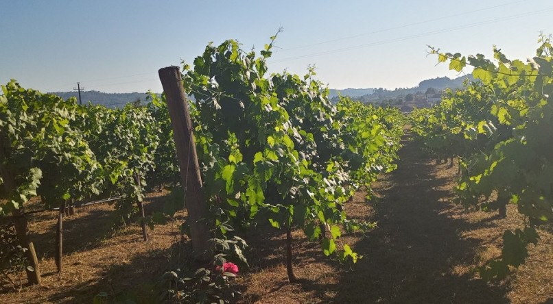 Zeferino Ferreira da Costas produz o vinho Priscas na região do Verde no Norte de Portugal