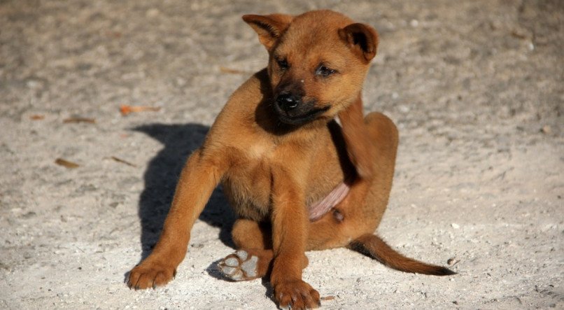 Cachorro se coçando