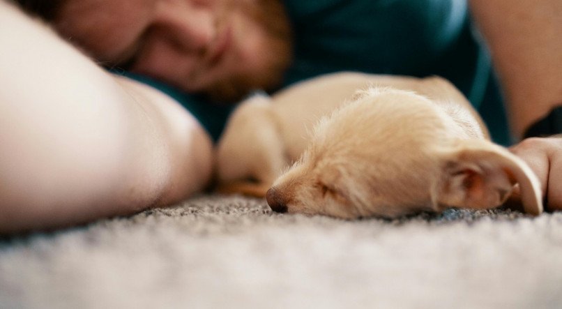 Dormir; animal de estimação; cachorro