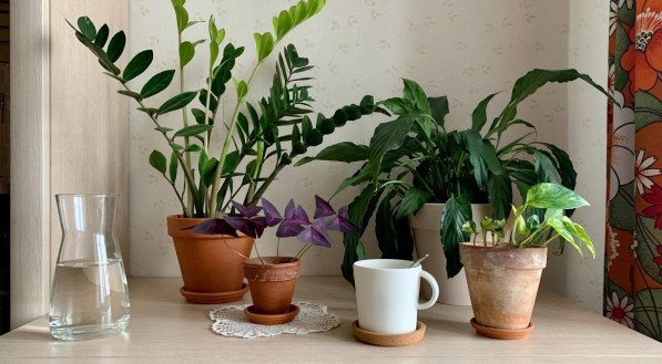 Algumas plantas se adaptam melhor a ambientes internos, como a zamioculca