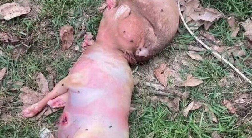 Bezerro nasce com 'cabeça humana' em vilarejo