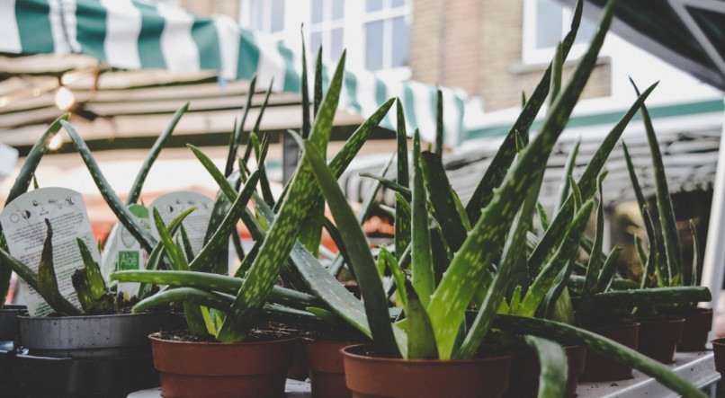 Descubra se Aloe vera e babosa é a mesma coisa.