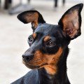 Cachorro da raça Pinscher