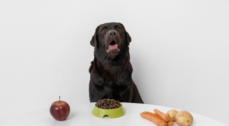 Cachorros precisam de uma alimentação balanceada para se manter ativos e saudáveis