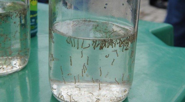 Com 135.716 casos prováveis, Minas Gerais é o Estado com mais diagnósticos de dengue. Em seguida, aparecem São Paulo (61.873), Distrito Federal (48.657), Paraná (44.200) e Rio de Janeiro (28.327)