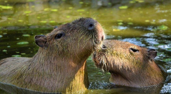 Saiba quais são as características incríveis desses animais fascinantes