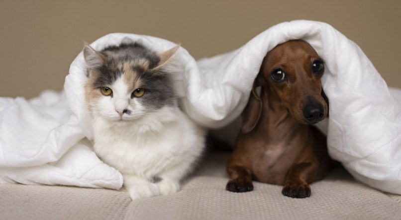 É possível promover uma convivência amigável entre cães e gatos?