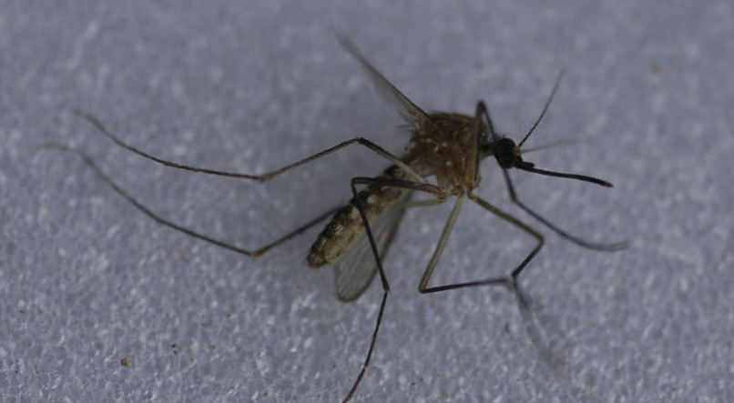 A malária é uma doença provocada pela muriçoca