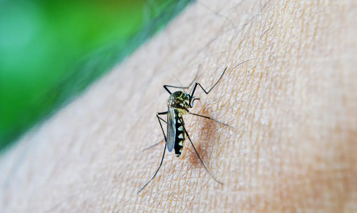 Aedes aegypti transmite dengue, zika e chikungunya