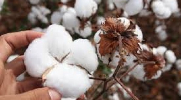 Pernambuco tenta voltar a produzir algodão com ajuda da Embrapa e do IPA
