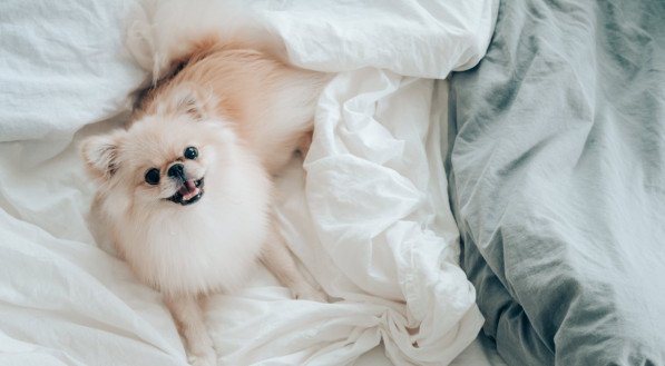 Cachorro da raça Lulu da Pomerânia