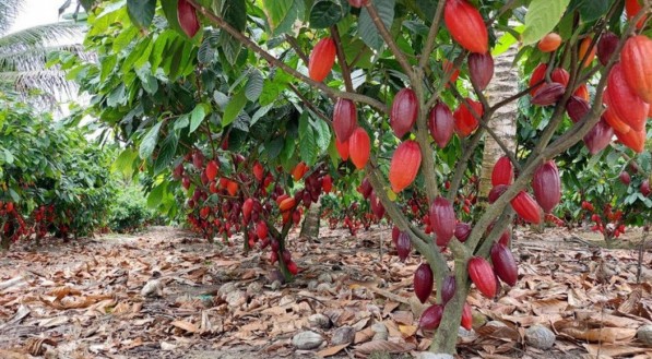 A plantação de Cacau Brasil concentra-se na Região Norte, no Pará e no Nordeste da Bahia