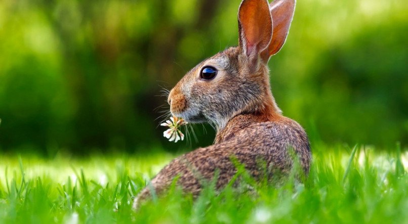 Aprenda a diferença entre lebre e coelhos