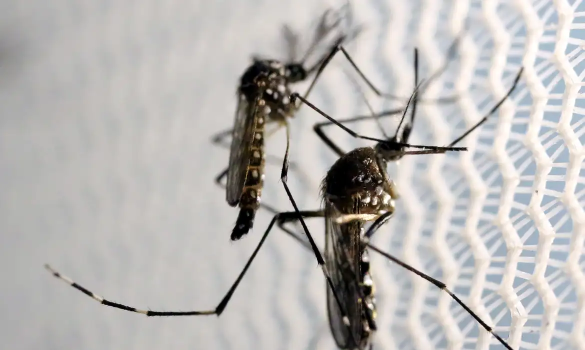 Brasil já tem mais de um milhão de casos de dengue em 2024