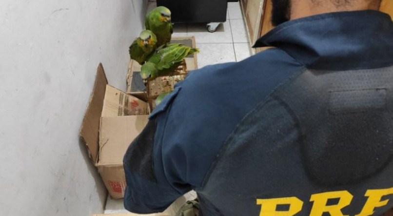Aves silvestres são encontradas em carro roubado em Salgueiro.